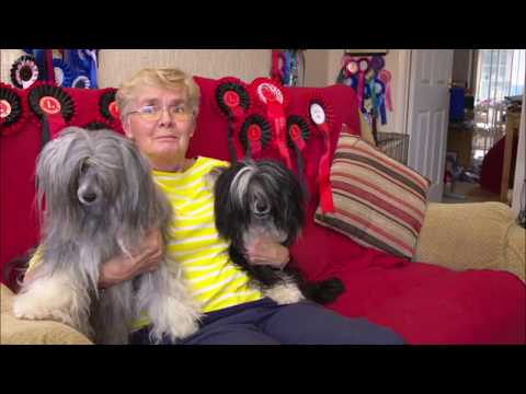 Video: Chinese Crested Dog Ras Hypoallergeen, Gezondheid En Levensduur