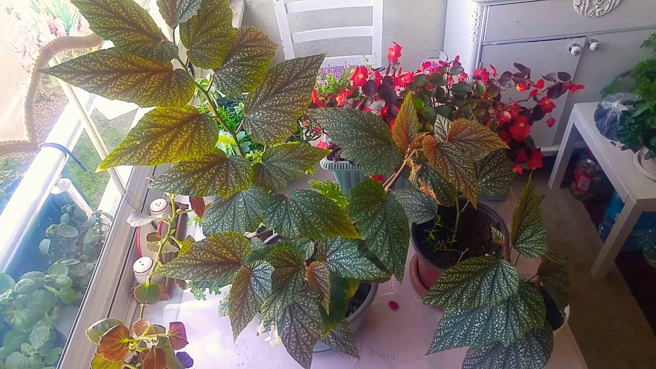 Çilli Begonya Çiçeği. Çilli Begonyamızı Kışa nasıl hazırlarız? Çilli Begonya budama bakım çoğaltma.