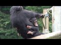 Sep 2020 Tama zoo chimps, Baby Ibuki tries to escape from Fubuki