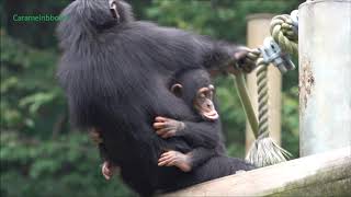 Sep 2020 Tama zoo chimps, Baby Ibuki tries to escape from Fubuki