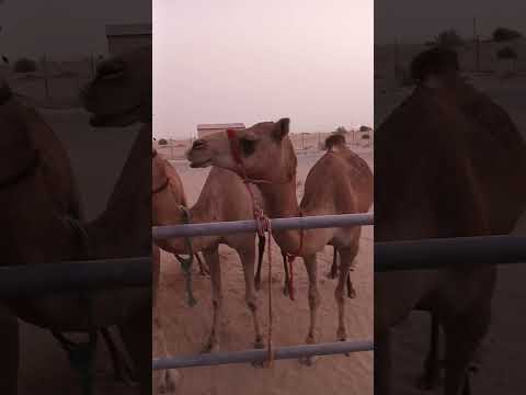 زمول الرویه مفتوح تاریخ 17 شھر 9