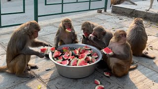 A man feeds monkeys and dogs a bucket full of watermelon and six bucket full of mix food