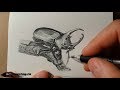 Рисуем карандашом жука