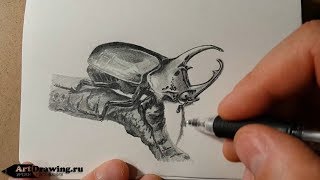 Рисуем карандашом жука Рисуем карандашом жука