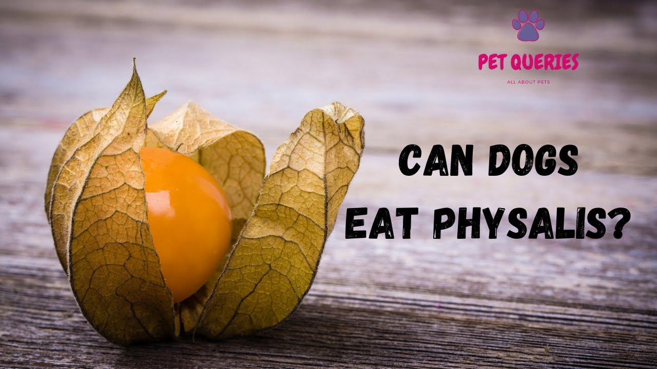 Can dogs eat Physalis? petqueries YouTube