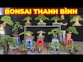 MR BÌNH | #0939442212 | GIÁ RẺ TOÀN BỘ LÔ CÂY ĐẸP MCT GÒ CÔNG, LINH SAM, NGUYỆT QUẾ, ME, TRUNG NU...
