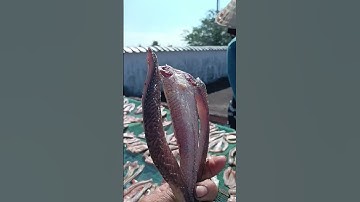 Cả nhà ủng hộ khô cá lóc mình nhé 0379/678/272#khocaloc