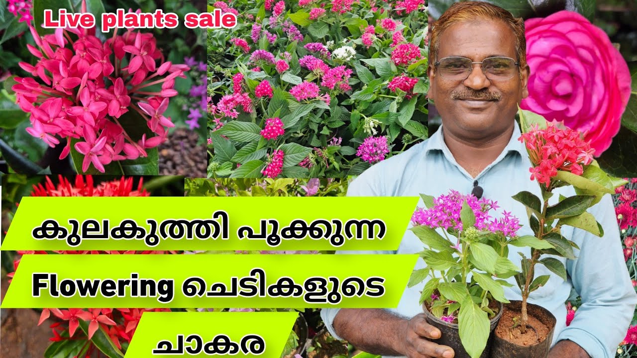 🪻🏵️അതിമനോഹരമായ പൂക്കളോട് കൂടിയ flowering ചെടികളും കടലാസ് പൂച്ചെടികളും #evergreen_media_vlog 