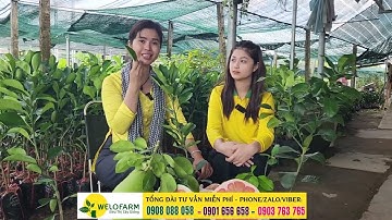 Cách phân biệt bưởi Ruby chuẩn giống và bưởi da xanh ruột hồng | SIÊU THỊ CÂY GIỐNG WELOFARM