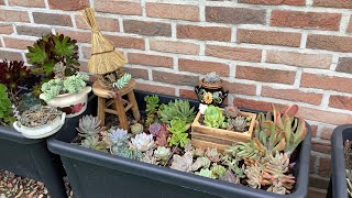 Yine dev masalsı arajman yapıyoruz Bölüm-15 #sukulentler #succulents
