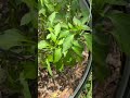 Weekly garden update (a day late). I’m getting daily harvests of tomatoes now.