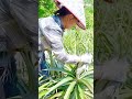How to make pineapples grow faster, bigger, and more evenly  #farminglife #farming