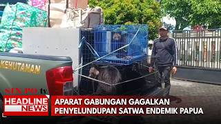 Aparat Gabungan Gagalkan Penyelundupan Satwa Endemik Papua