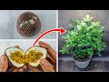 Growing passion fruit plant time lapse  seed to vine 100 days