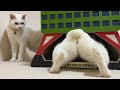 【人気の猫写真 2025年12月】NEKOくらぶ Dec/2025 ~ネコ好きはヤメラレナイ~