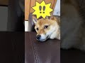 どれだけ疲れていても、このワードだけには勝てない犬#Shorts