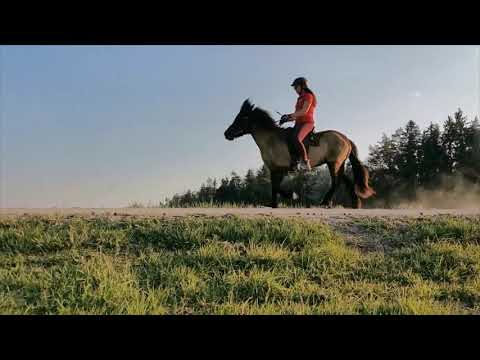 Video: Welche Gangart kann ein Pferd haben?