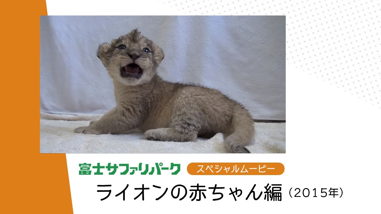 ライオンの赤ちゃんムービー15 Youtube