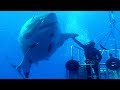 BIGGEST Sharks In The World!