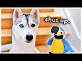 Husky meets a talking parrot can they be friends