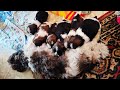 Shih-tzu puppies for sale. Good quality puppies. VLE Entertainment