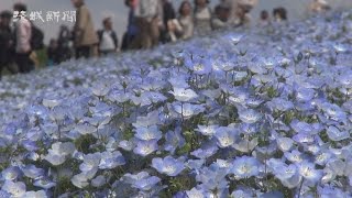 ネモフィラ 丘染める 国営ひたち海浜公園 ネモフィラの丘 検索動画28 ネモフィラ 丘染める 国営ひたち海浜公園 ネモフィラの丘 検索動画 28