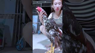 blorok madu ditangan pemiliknya cukup tenang #ayam #chicken #animals #funny #fyp