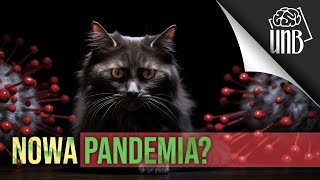 Ptasia grypa zabija koty  czy jest się czego bać?