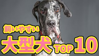 【初心者でも飼いやすい大型犬ランキングTOP10】