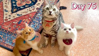 Day 75: My Kittens’ New Crochet Collars! - Cute! - Crafts - Day 75 of Day 100 by The Cuddly Cats 137 views 1 year ago 2 minutes, 36 seconds