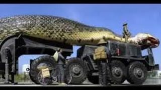 BIGGEST SNAKE IN THE WORLD 2015