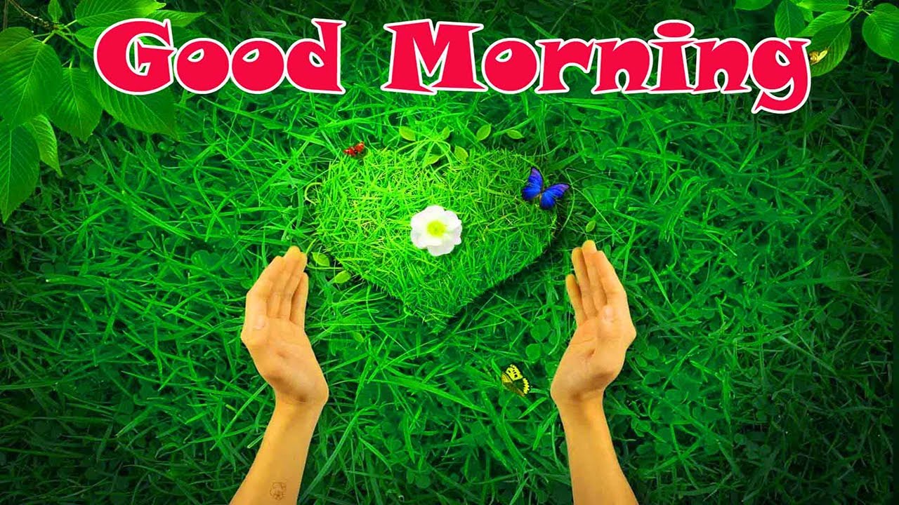 Good Morning Love Status Love Whatsapp Status YouTube