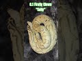 0.1 Firefly Clown "Sally" #firefly #clown #fire #pastel #sally #ballpython #cute #cutebaby #cutie