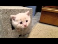 Cute Kittens Playing in 4K