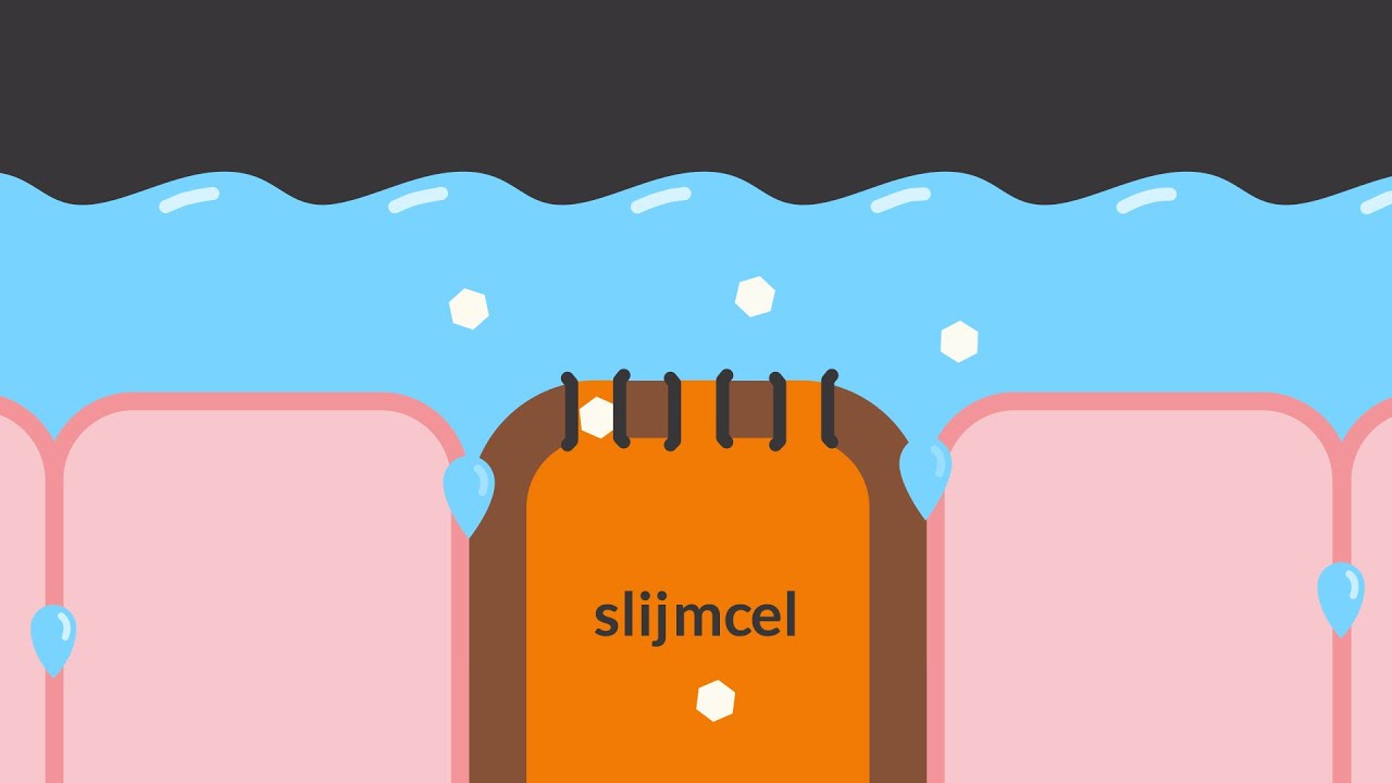 Cystic fibrosis en je lichaam