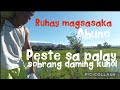 Pag aabuno ng palay at pagtangalng peste sa palayan