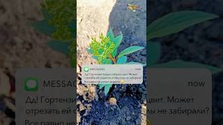 Надо ли обрезать соцветия а молодых саженцах? См.описание. #гортензияметельчатая