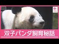 さよなら双子パンダ 現役職員らが語った飼育秘話【サタデーステーション】(2026年1月24日)