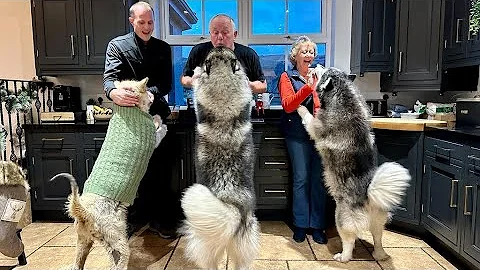 They Go Crazy For Surprise Visitors! Giant Dogs Re...