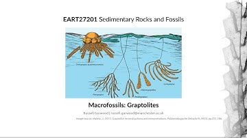 Graptolites, Video 2 - EART27201 - Sedimentary Rocks and Fossils