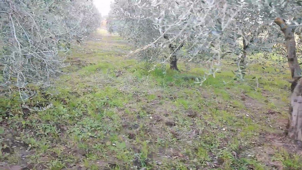 Proposta di Vendita Oliveto - Valutazione di un Oliveto