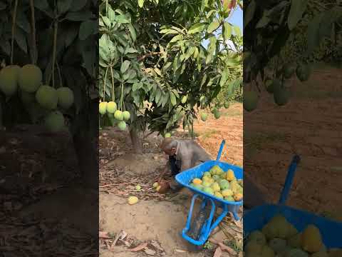 مزارع مانجا الاسماعيليه