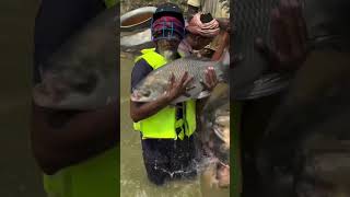 How many big fish have the farmers cultivated in the village pond?