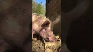 Un día cualquiera en la vida de los cerdos del Santuario ❤️ by Fundación Santuario Gaia 2,033 views 2 weeks ago 2 minutes, 48 seconds