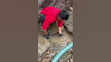 Cận tết bắt được ngay ổ bạch tuộc siêu to| Review bắt hải sản #shorts #sanbathaisan