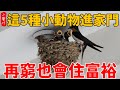 【動物風水】家中進了螞蟻、蜜蜂、飛蛾、蜘蛛、壁虎，預示著什麼？家運是吉是兇？