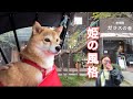 愛犬を早朝に叩き起こして弾丸ツアーに連れ出してみました