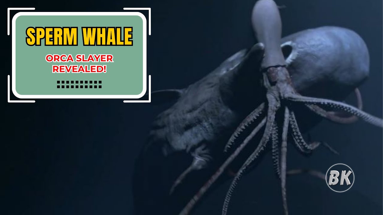SPERM WHALE: The Ultimate Clash - Sperm Whale vs. Killer Whales! - YouTube