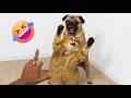 TRY NOT TO LAUGH 😂 | Funniest Dogs on the Internet Right Now – Best Dog Compilation 2026