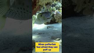 Sea Animals #pufferfish #shorts #learningstepbystep